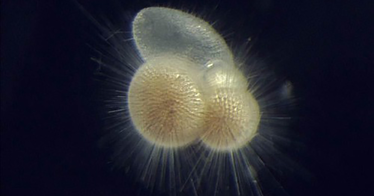 Marine Plankton Behavior Could Predict Future Sea Life Extinctions