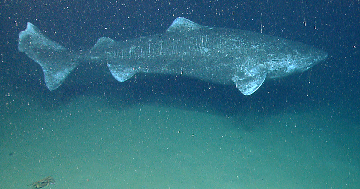 New Study Sheds Light on Alaska’s Largest, Most Mysterious Shark