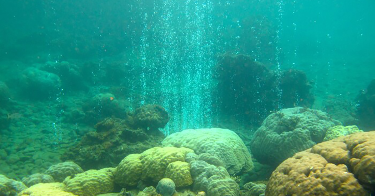Coral Reef Microbes Point to New Way to Assess Ecosystem Health