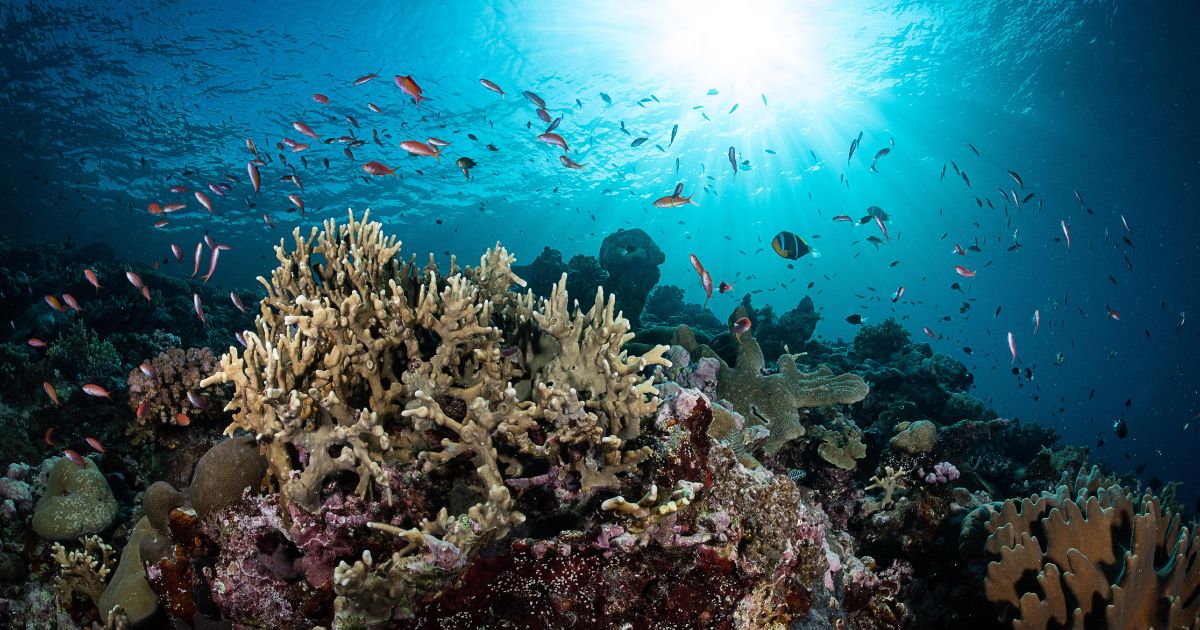 Healthy Planet Needs ‘Ocean Action’ from Asian and Pacific Countries