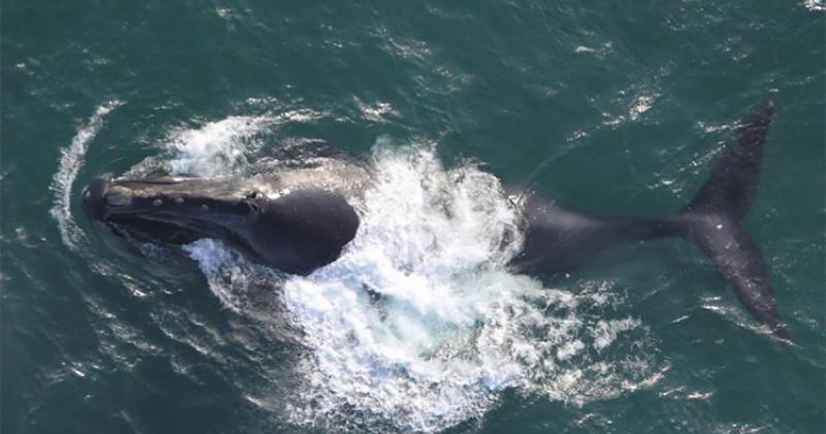 NOAA Fisheries to Revise Critical Habitat for Right Whales in Alaska