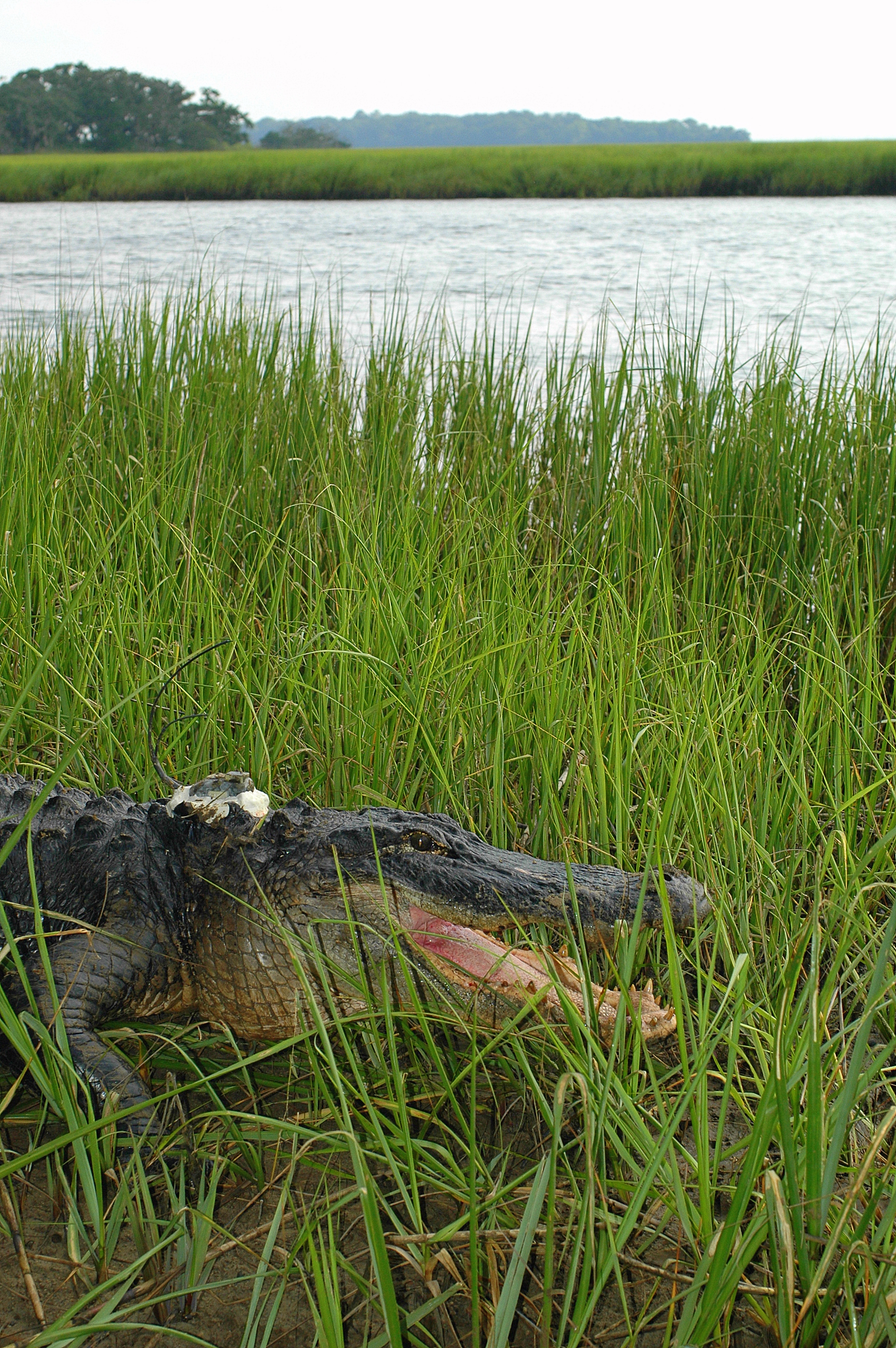 alligator embedded