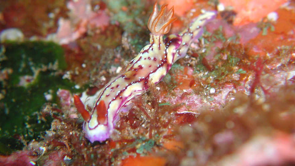 colorful sea slugs