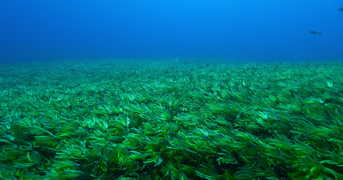 Damaged Seagrass  Science and the Sea
