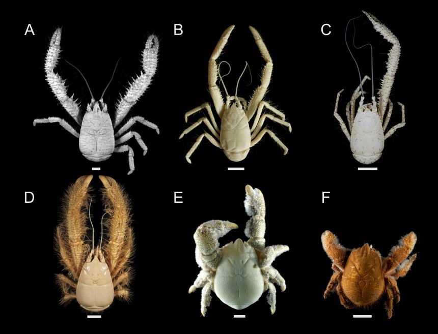 EMBED 1 Figure 1 from paper showing all known yeti crabs