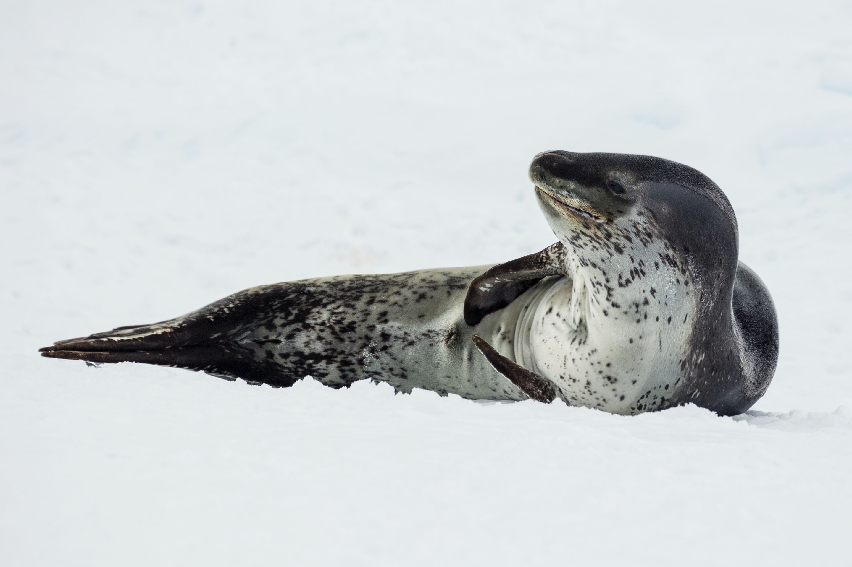EMBED 2 Antarctic Sound 2016 Brown BluffLeopard seal Hydrurga leptonyx 04