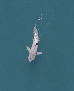 EMBED basking shark 5 cr sm