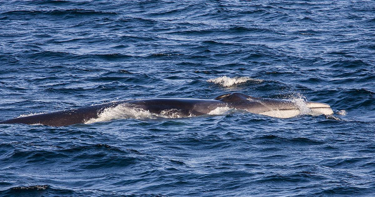 Fin Whales Find Year-Round Residence in Gulf of California | Research ...