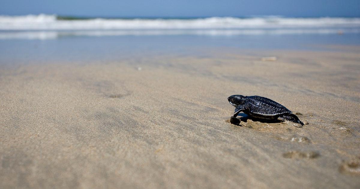 Tracking Critically Endangered Turtles with Telemetry | Research | News
