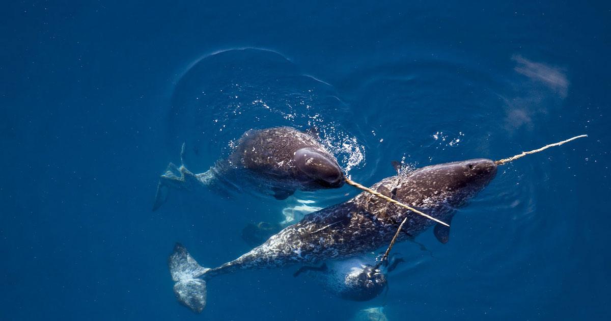Danish Researchers Confirm That Narwhals and Belugas Can Interbreed ...
