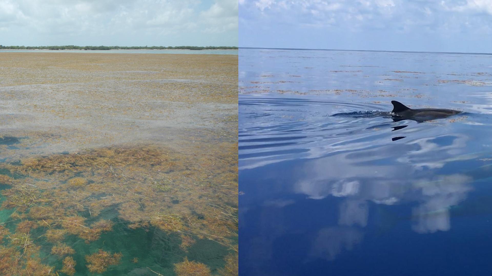 NASA Satellites Find Biggest Seaweed Bloom in the World Science News