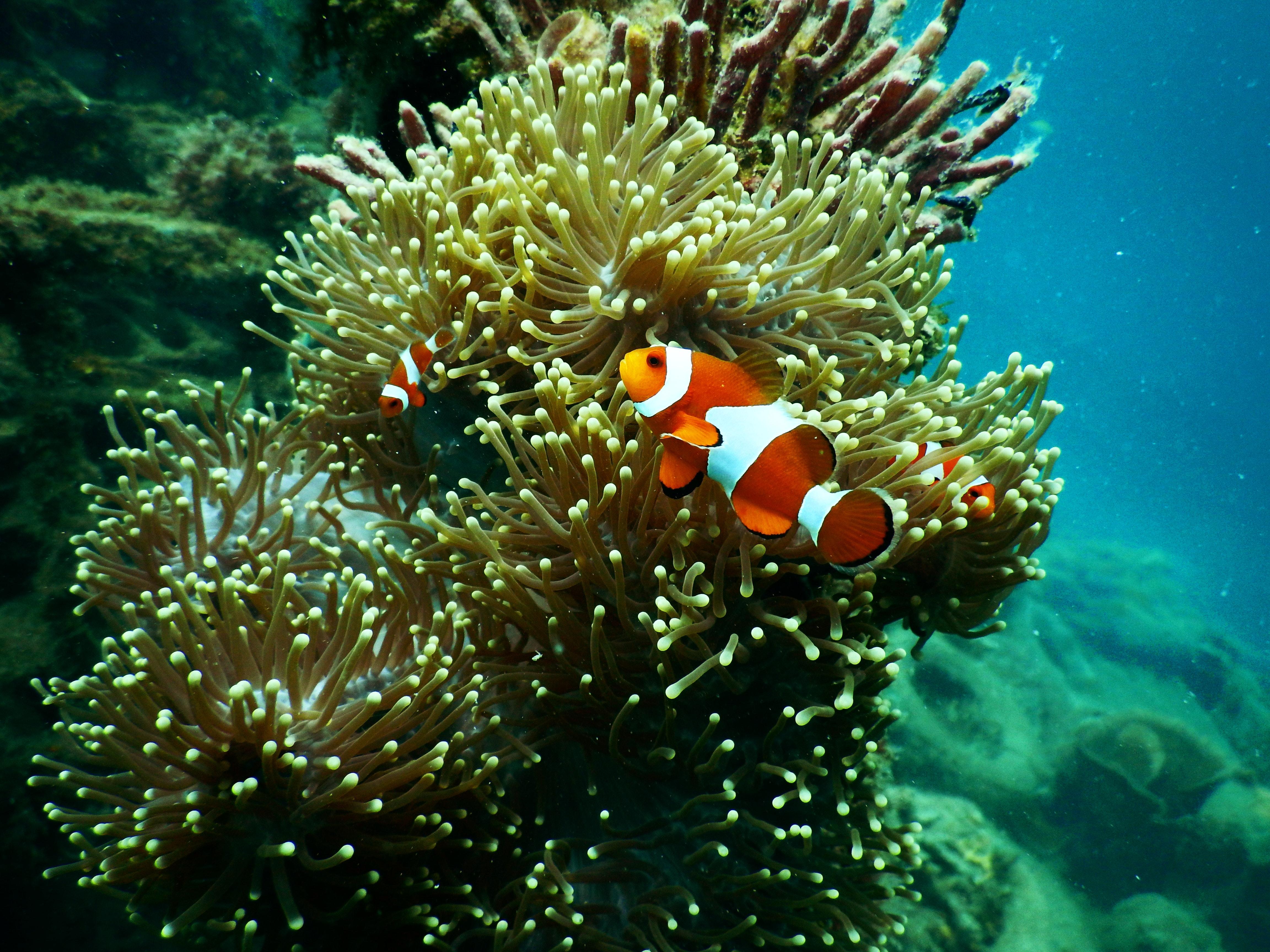 EM2 aquarium aquatic clown fish 1125979 1