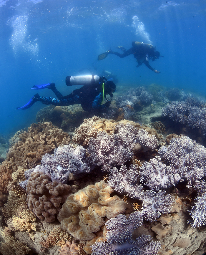 GBRF researchers checking corals for signs of spawning. Must credit Great Barrier Reef Foundation 3