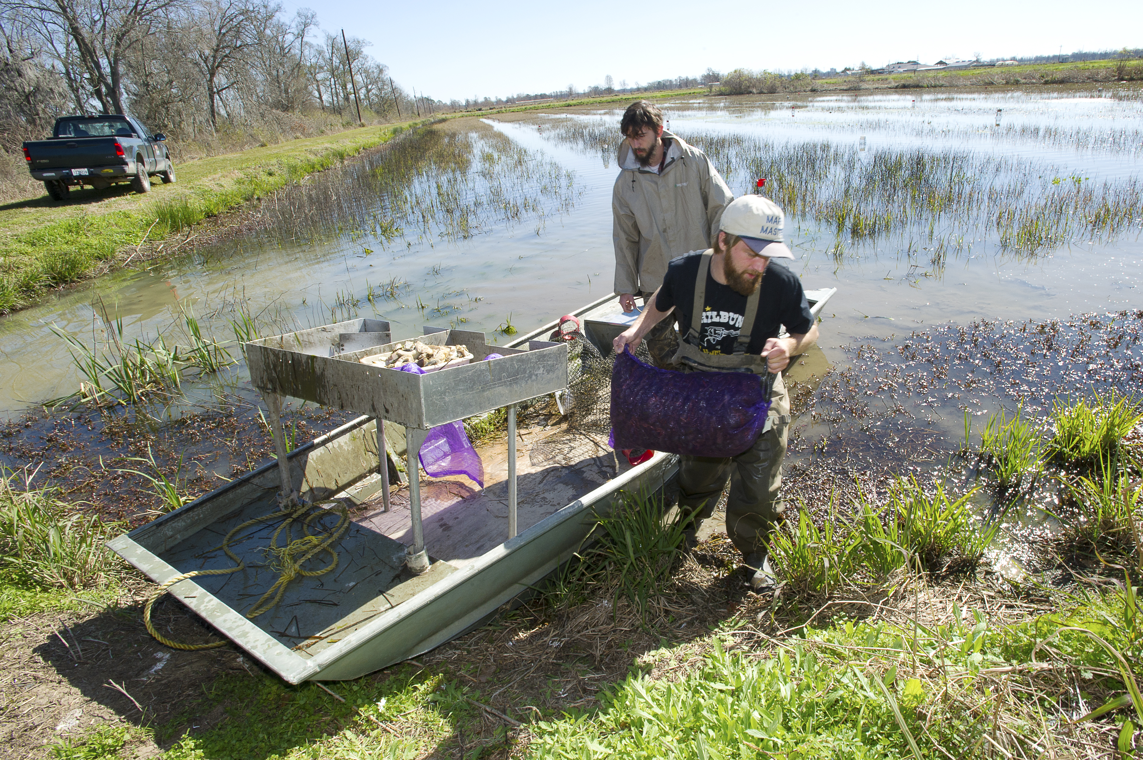 Shelby Hauck and Ryan Williams unload freshly harvested crawfish from a boat at the Aquaculture Research Station on Feb. 5, 2016.