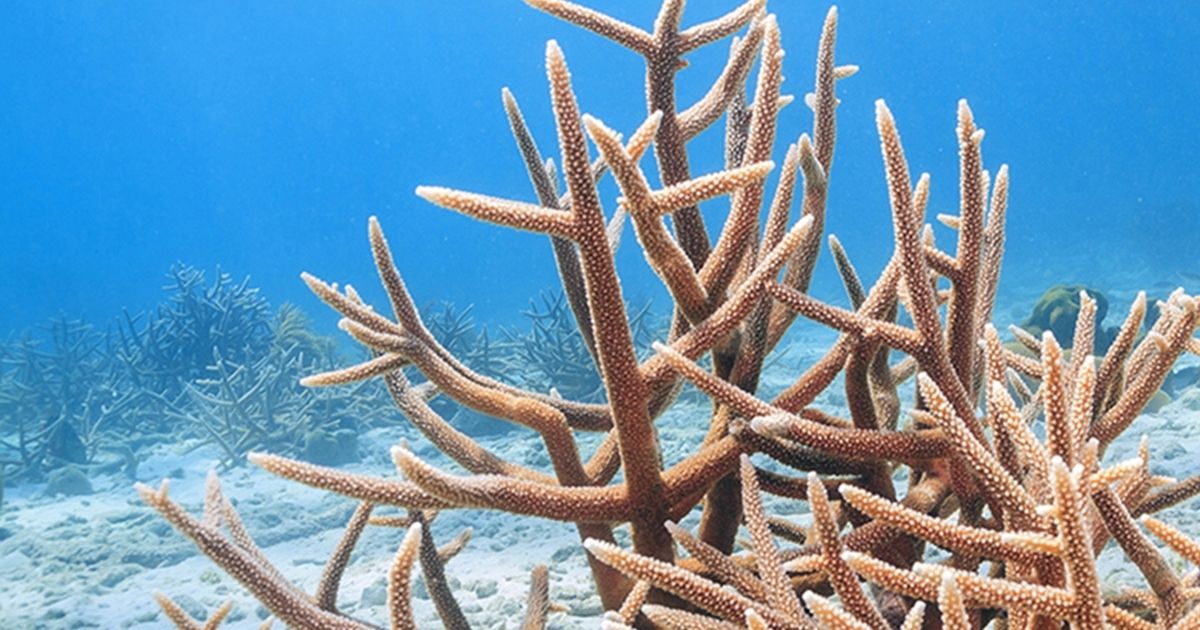 Research Shows Transplanting Staghorn Corals Could Help The