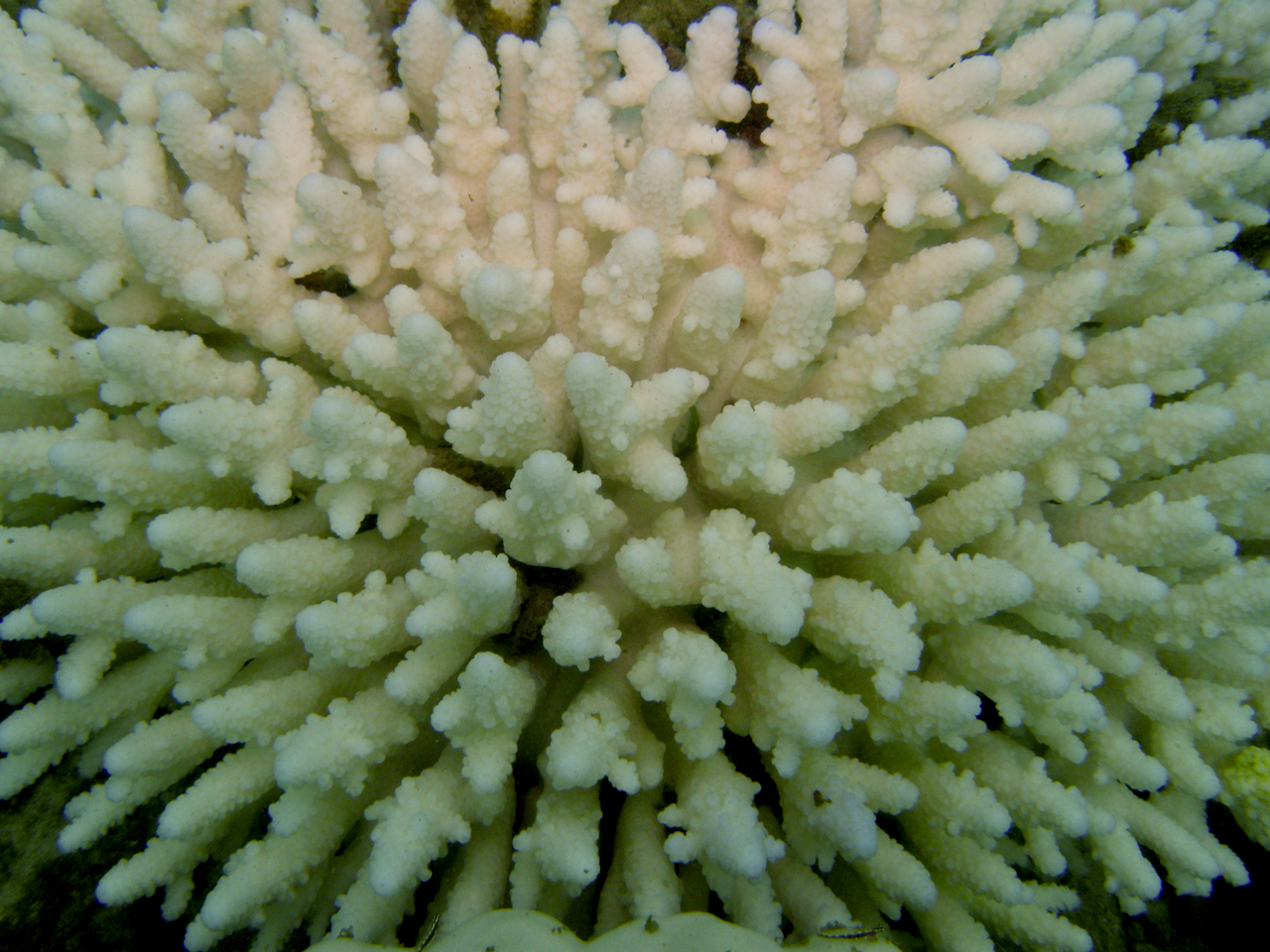 Image 2 Coral bleaching