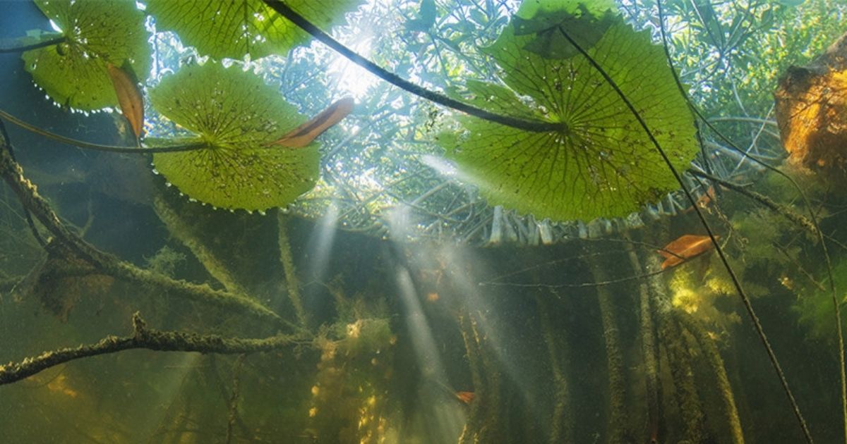 Hidden Mangrove Forest In The Yucatan Peninsula Reveals Ancient Sea Levels Coastal News