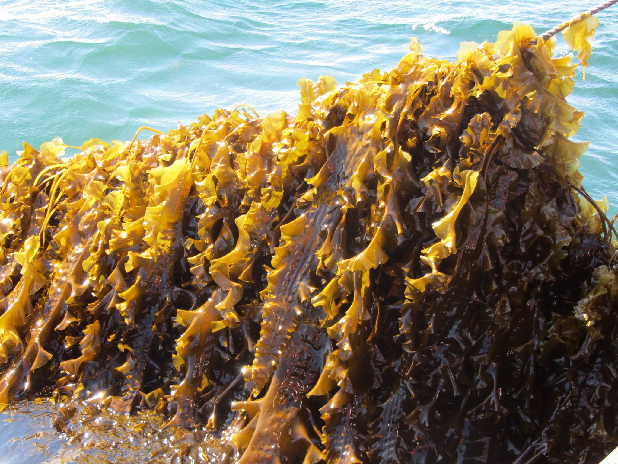 seaweed Marine Lab