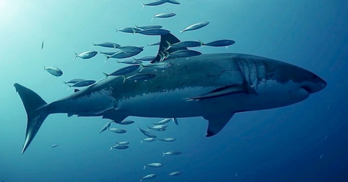 study finds fish rubbing up against their predators sharks 940x529
