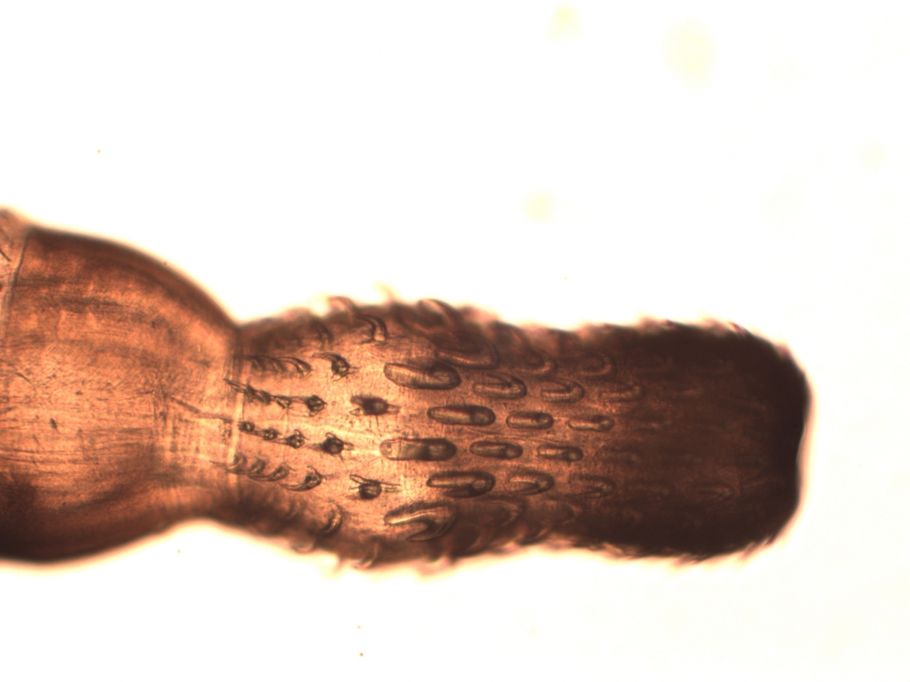 EM2 larval thornyheaded worm