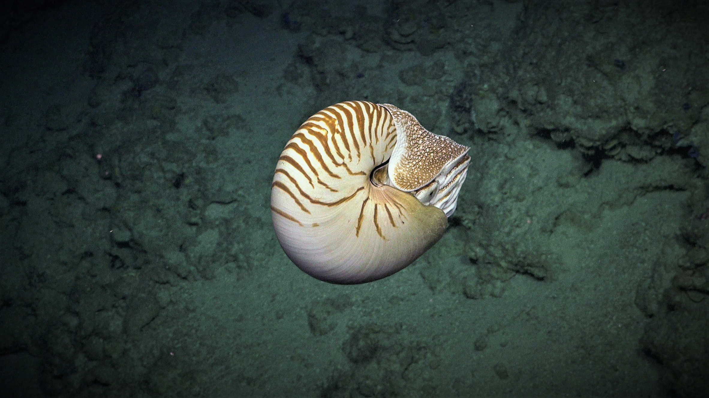 A nautilus swims past the ROV SuBastian on Dive 406 (April 12th 2021). The nautilus is the sole extant family of the superfamily Nautilaceae and of its smaller but near equal suborder, Nautilina. It comprises six living species in two genera, the type of which is the genus Nautilus. Principal Investigator Dr Karen Miller from Australian Institute of Marine Science (AIMS) smiles while watching the science camera feed from the ROV SuBastian’s first dive. Dr Karen Miller is leading the expedition that is exploring mesophotic coral at Ashmore Reef. Ashmore Reef is one of Australia’s most important protected Marine Park Areas (MPA’s). It is hoped the discoveries and outcomes for the expedition will provide visibility and new insights into the diversity, ecology, and importance of mesophotic reefs to ecosystem integrity in Australia and around the world.