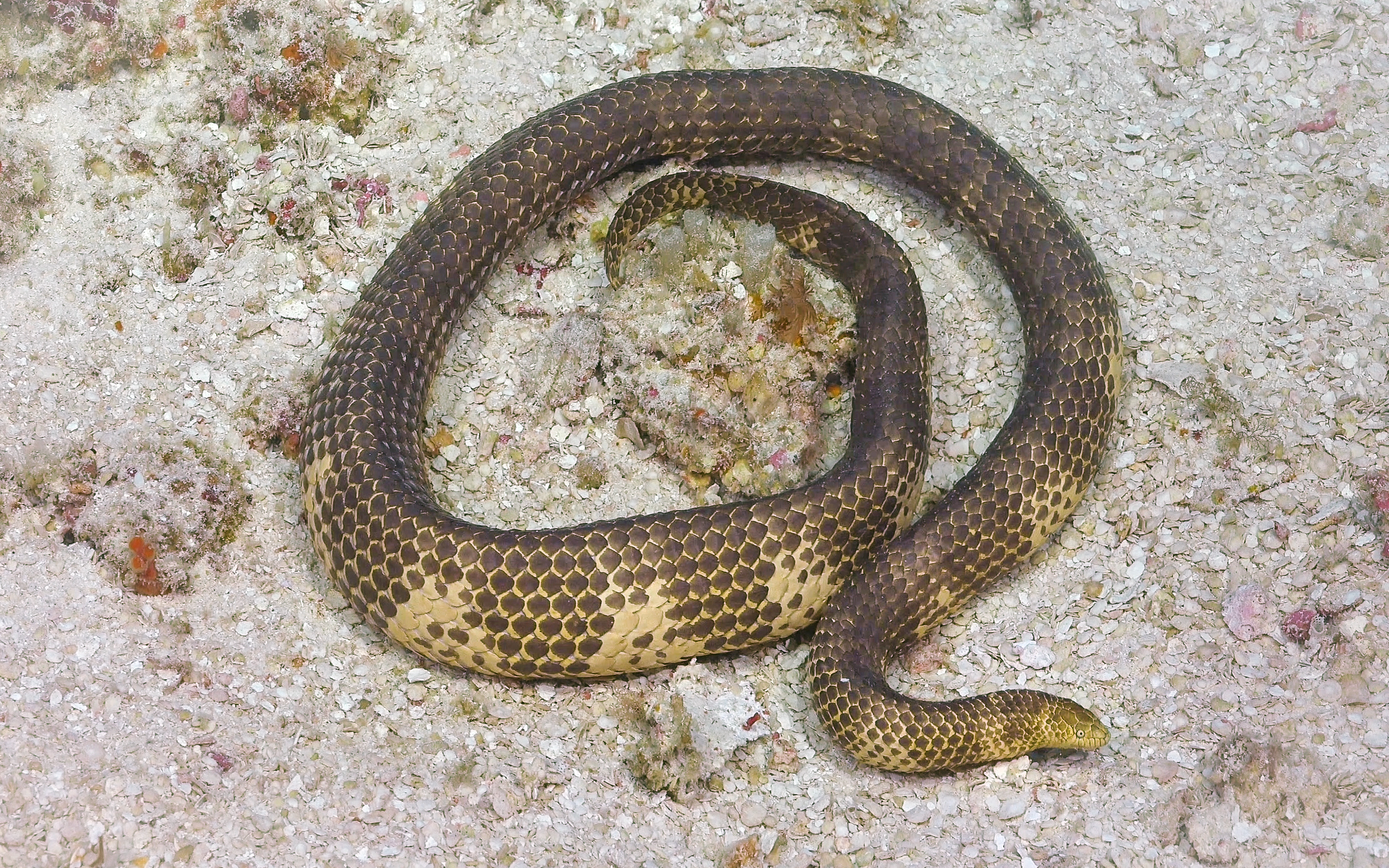 At the end of Dive 406 (Monday April 12, 2021) a short-nosed sea snake or Sahul reef snake and second sea snake species for the day was spotted on Ashmore Reef at 67m. The Ashmore population of Aipysurus Apraefrontalis is functionally extinct in Ashmore's shallower waters, but the discovery of the critically endangered snake in the deeper reef potentially identifies a new breeding population.