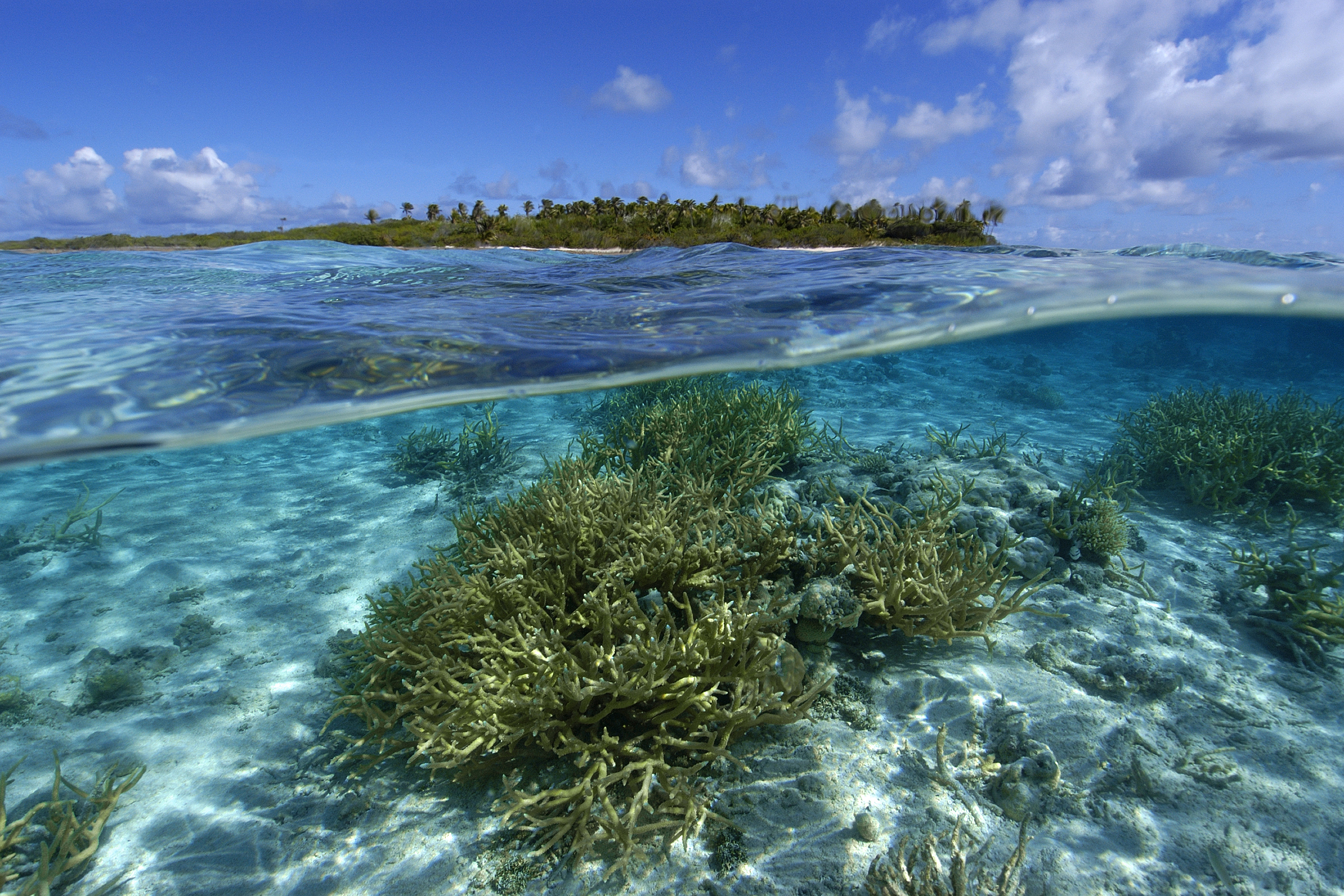 Split image of staghorn coral, Acropora sp.,  and uninhabited island, Ailuk atoll, Marshall Islands, Pacific