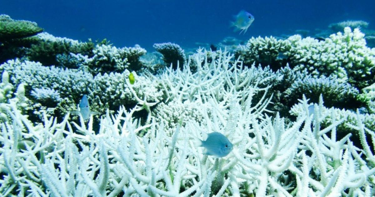 Hard to Swallow: Coral Cells Seen Engulfing Algae | Research | News