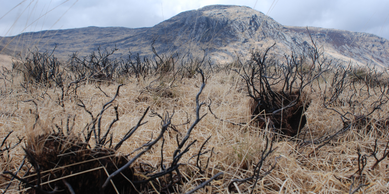 image 2 jADU fire damaged hummocks in degraded blanket bog Credit Rebekka Artz The James Hutton Institute 4 