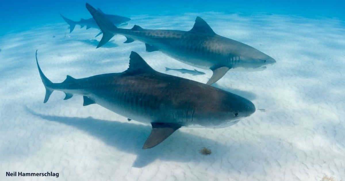 tiger shark migrations altered by climate change new study finds 940x529