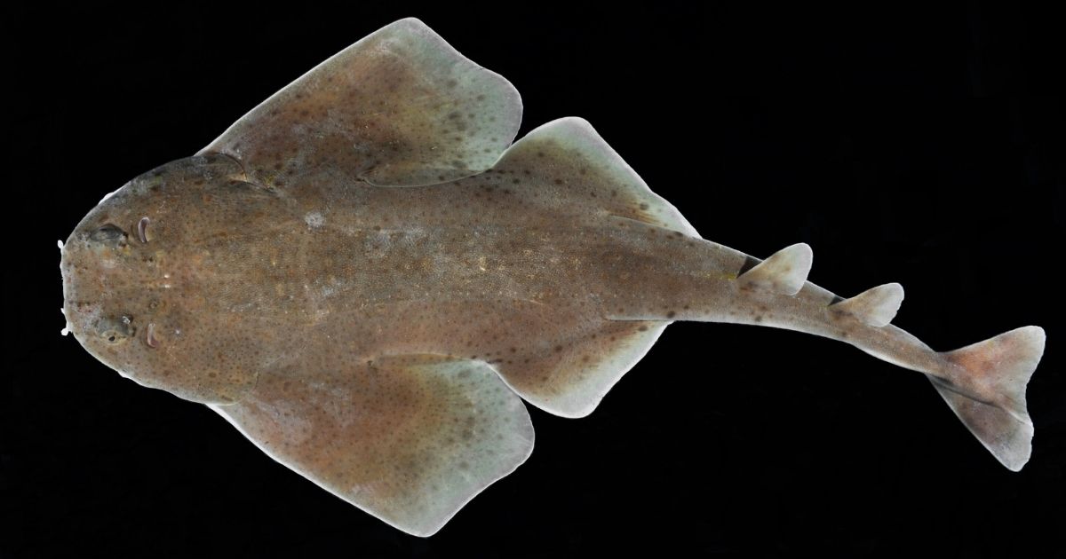 New Species: First Report of an Angel Shark from the Central American Caribbean