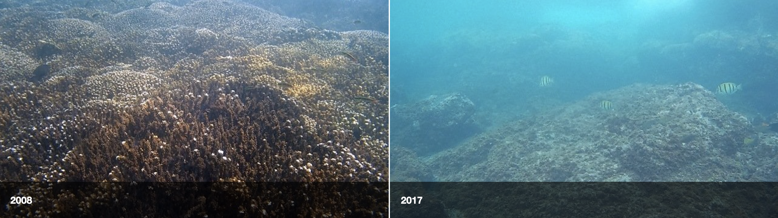 EMBED before and after coral coasta rica