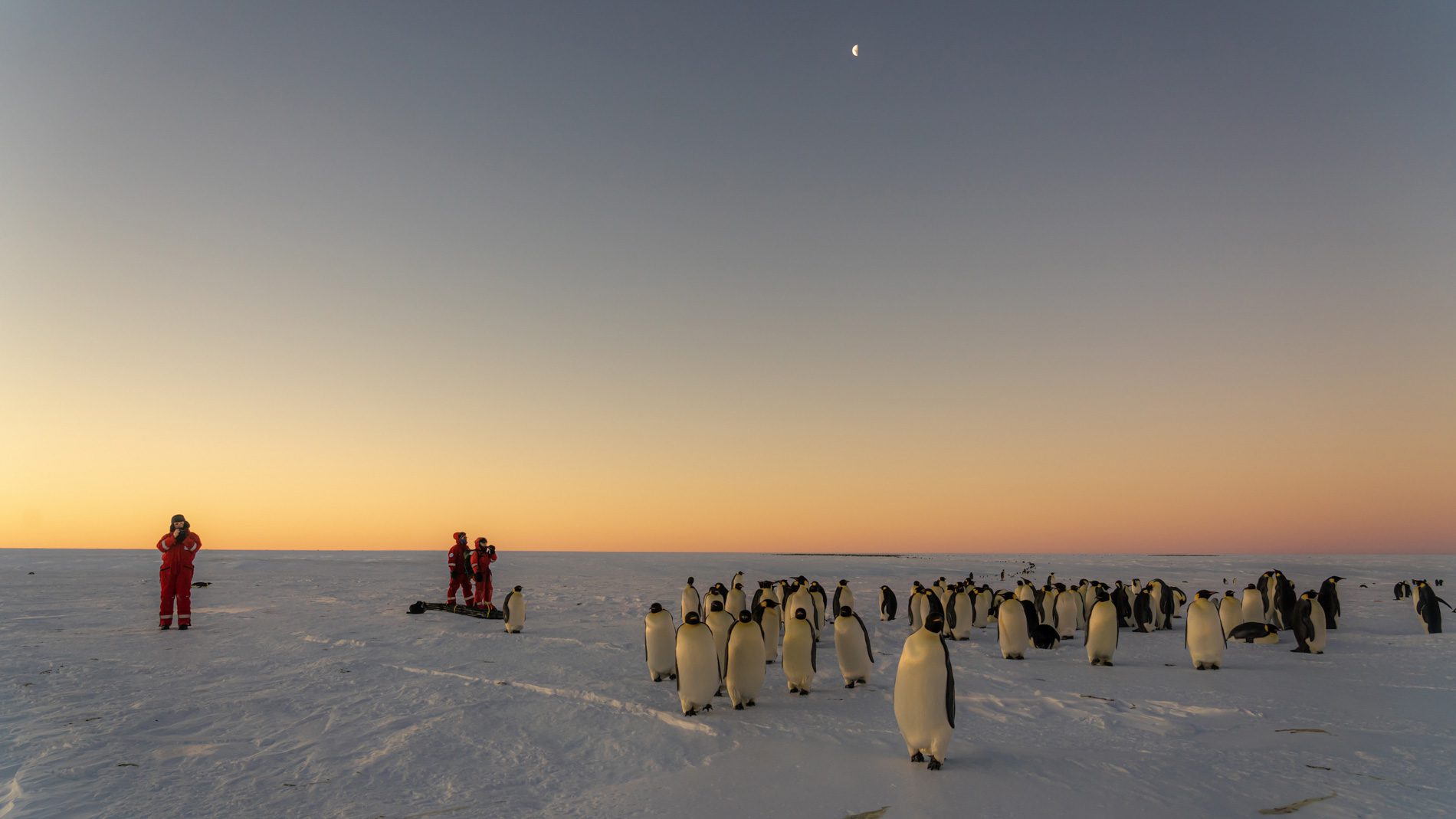 2 Scientists studying emperor penguins