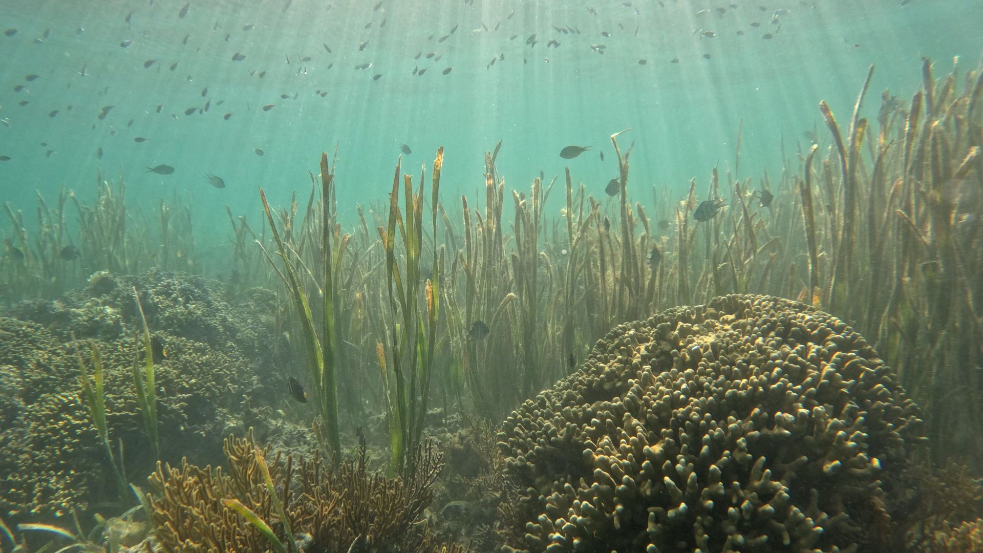 3 Seagrass ecosystems 1