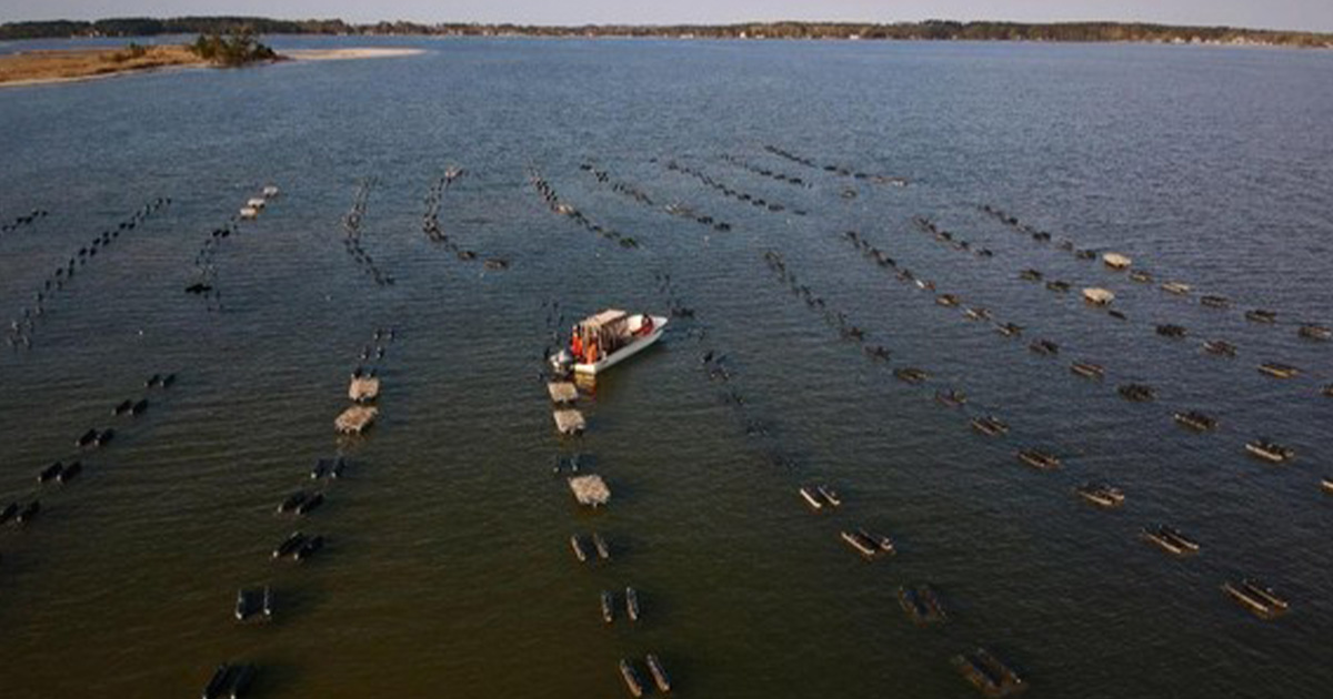 NOAA Seeks Public Comments on Programmatic Environmental Assessment for Funding Aquaculture Projects