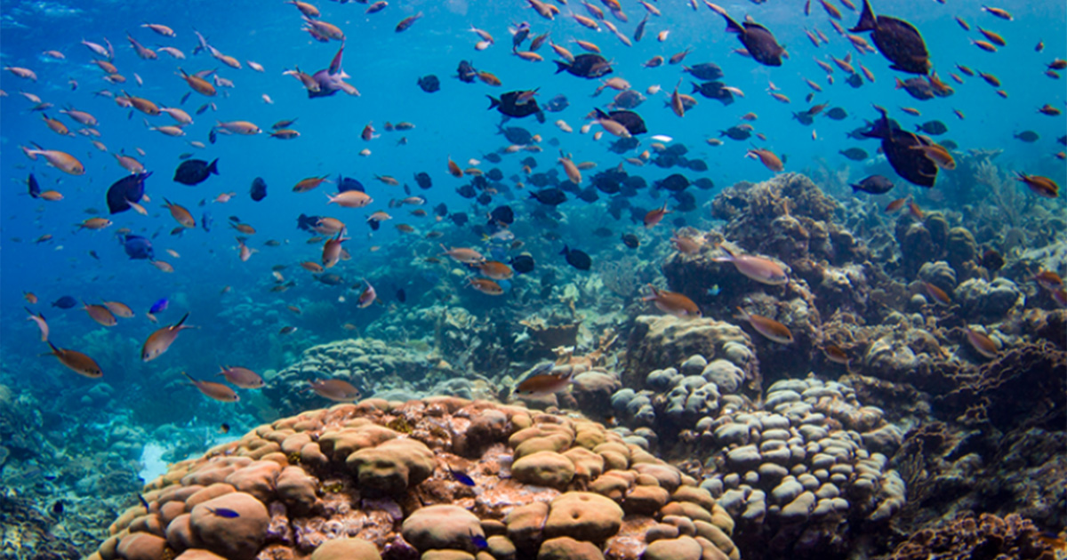 How Are Fisheries and Coral Reefs Connected?