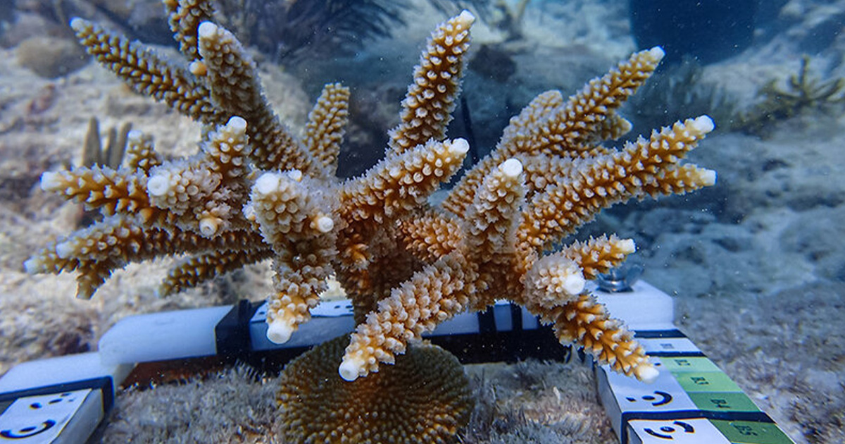 Research Shows Transplanting Staghorn Corals Could Help The