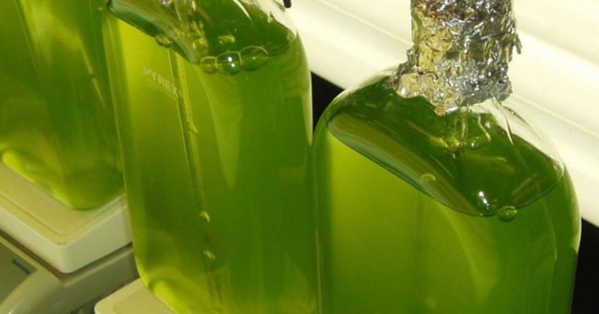 Insights From Algae Genes Unlock Mysteries of Plant Growth and Health