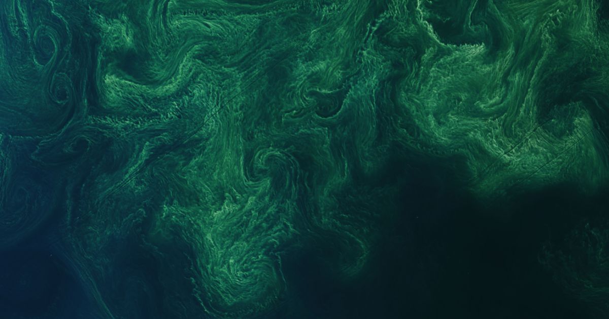 New Insights into How Cyanobacteria Regulate Zinc Uptake in the Open ...