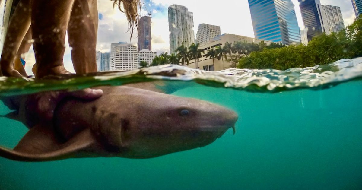 sharks may be closer to the city than you think