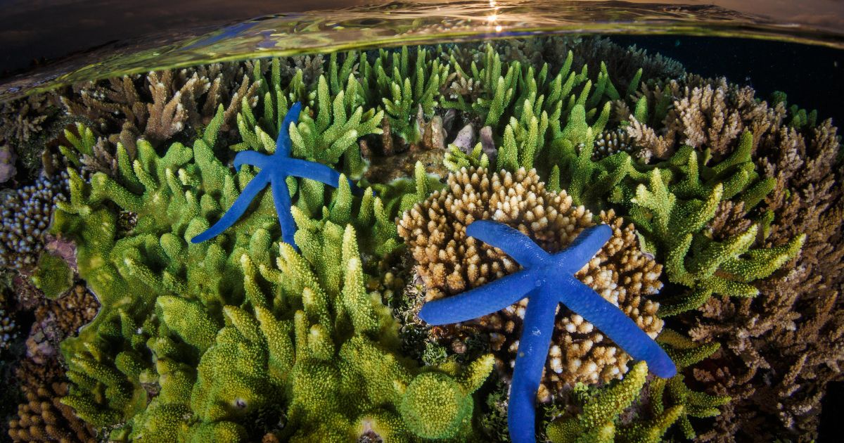 A Blueprint for Saving the Blue Planet