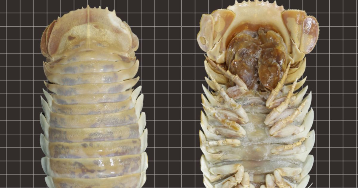 New Giant Deep-sea Isopod Discovered in the Gulf of Mexico