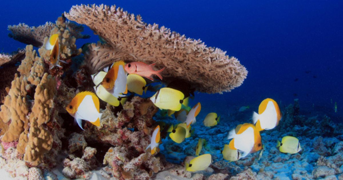 Marine Sanctuary Ambassador Studies Microplastics Effect on Coral Health