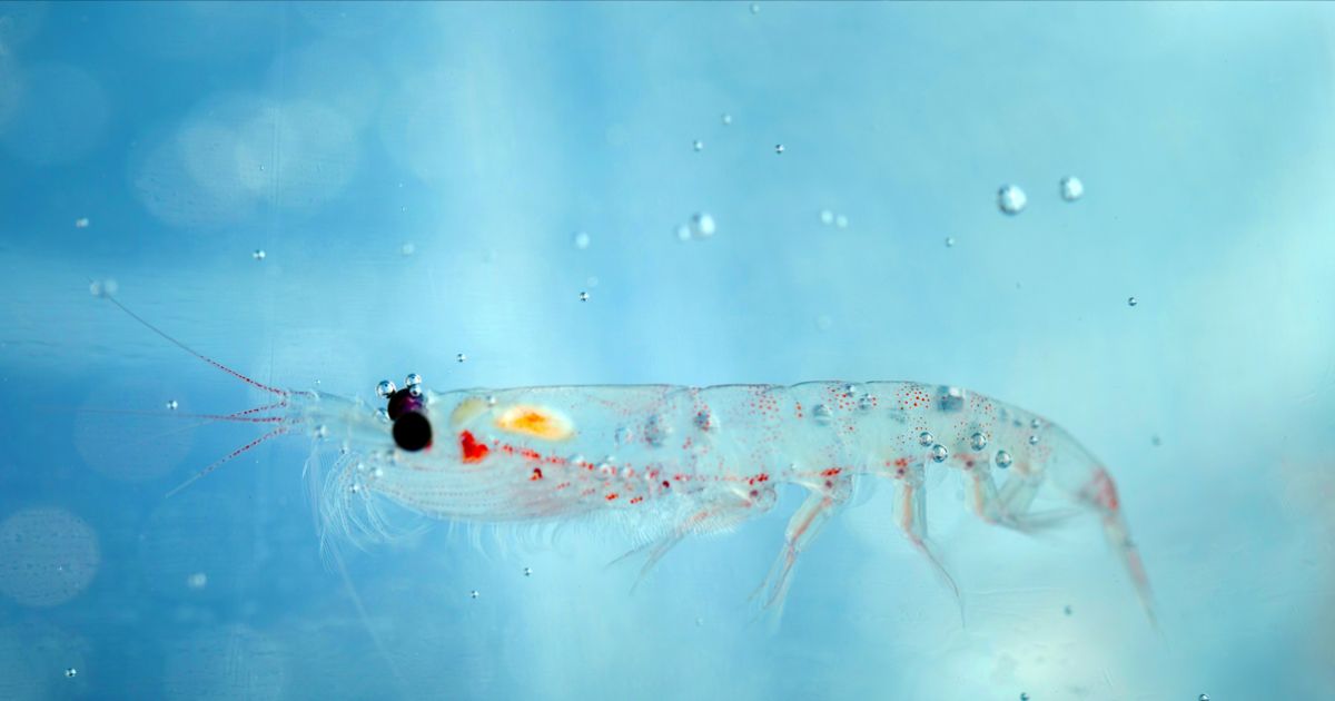 8 Facts about Antarctic Krill Show Why They Need Greater Protection