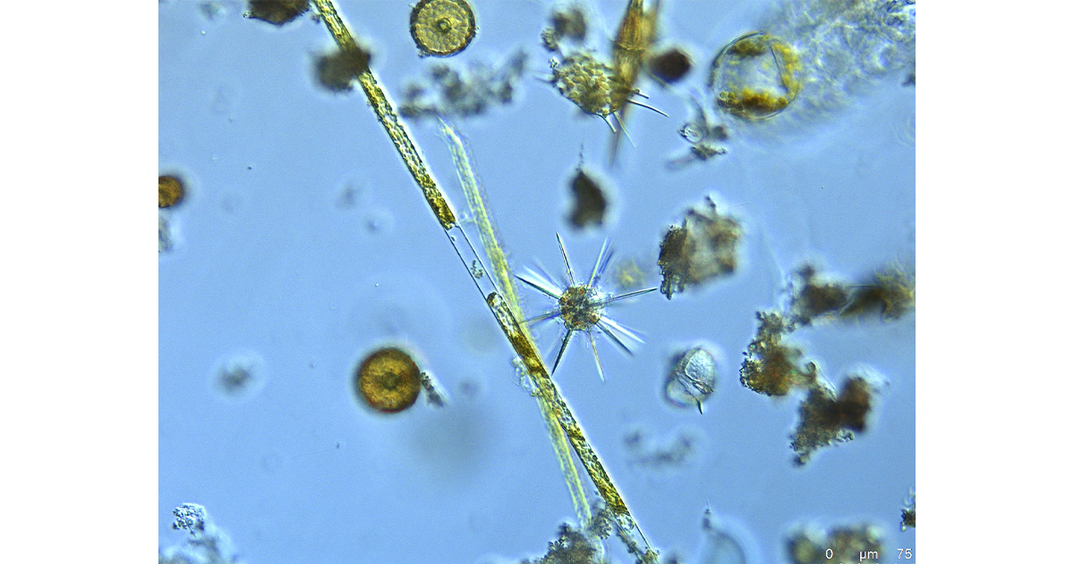 Image2 Plankton