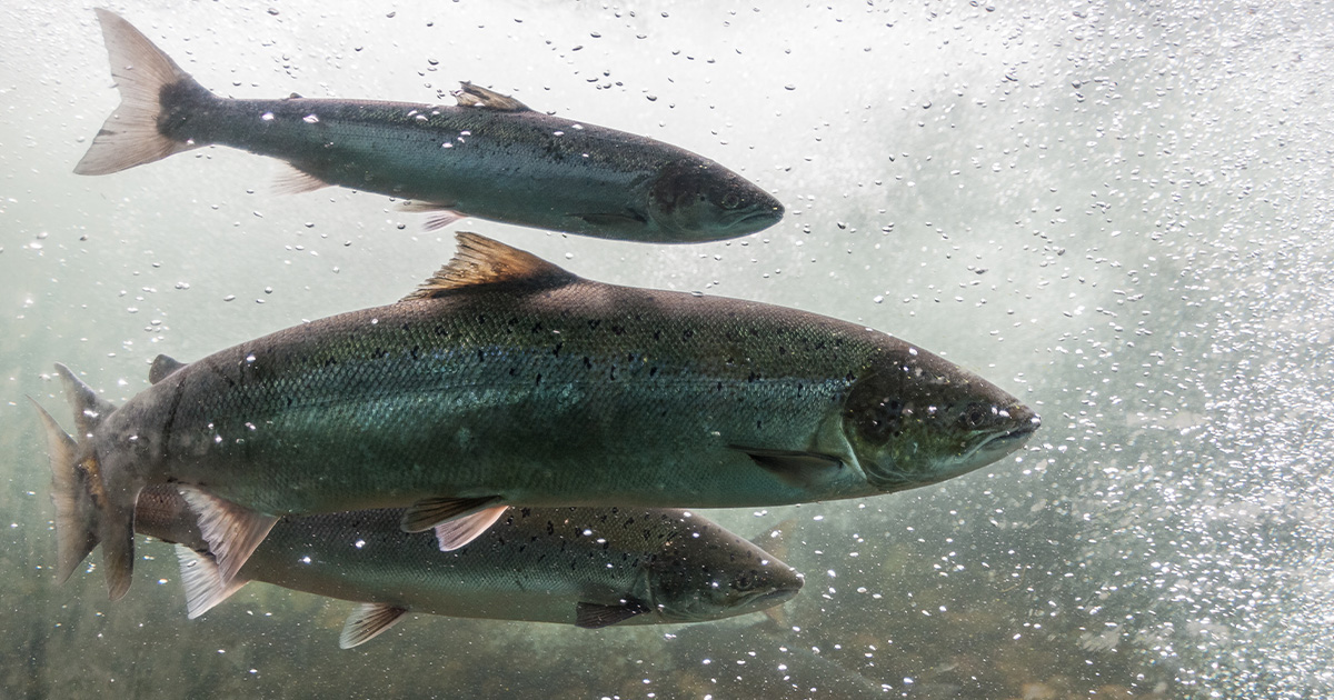 Biden-Harris Administration Announces Action to Help Protect Bristol Bay Salmon Fisheries