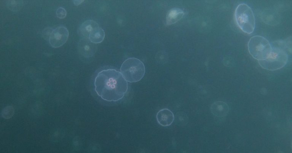Jellyfish Size Might Influence Their Nutritional Value