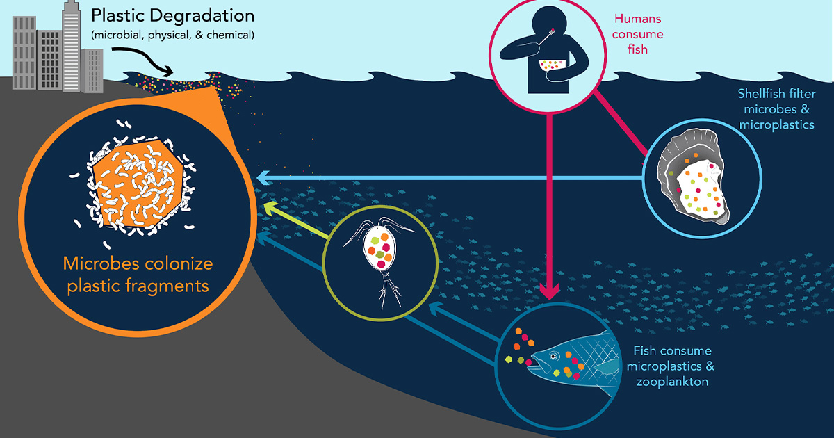 Human and Ocean Health Impacts of Ocean Plastics
