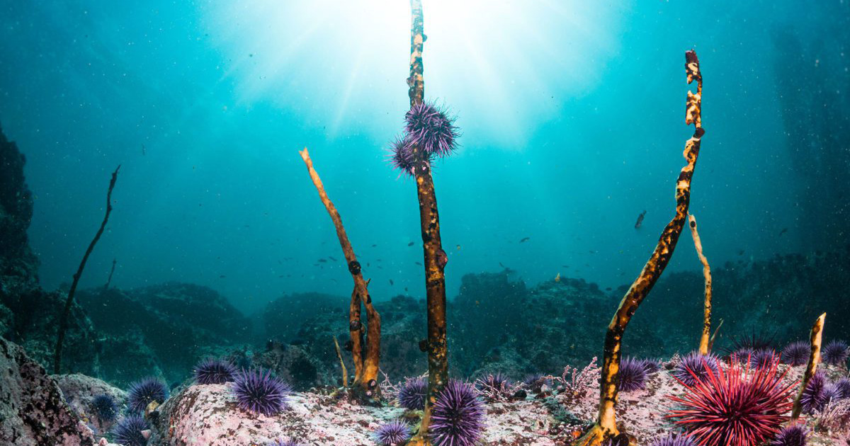 New Study Uncovers Declines in Kelp Forests Along Monterey Peninsula
