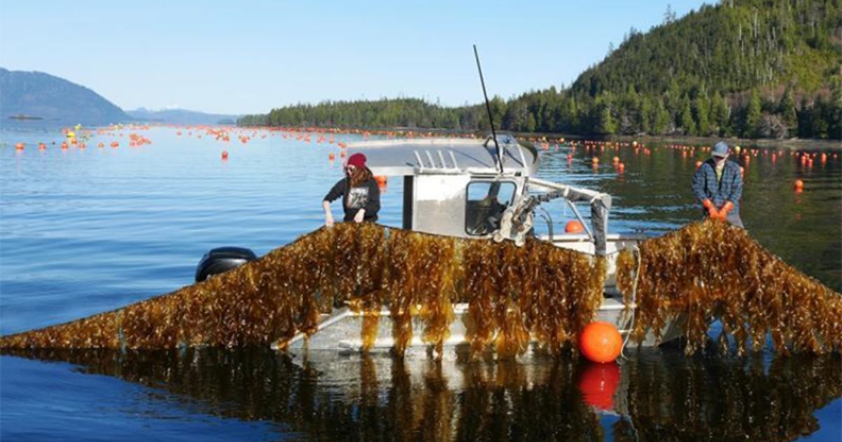 NOAA Fisheries Selects Alaska to Begin Aquaculture Opportunity Area Identification